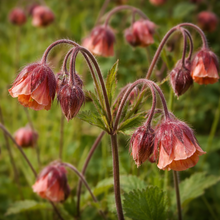 Benoîte des ruisseaux en fleurs, vivace adaptée aux sols humides.