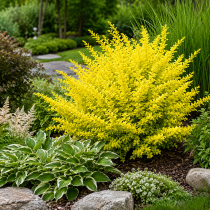 Berberis thunbergii 'Aurea Nana'