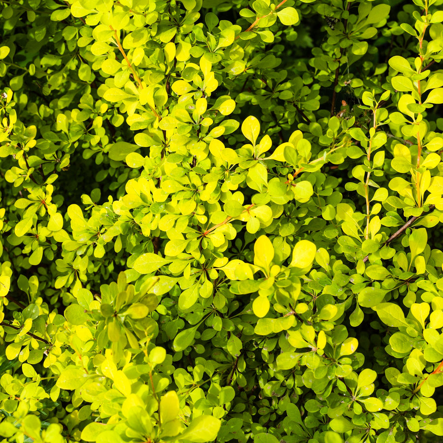 Berberis thunbergii 'Aurea Nana'