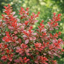 Berberis thunbergii 'Cherry Bomb'