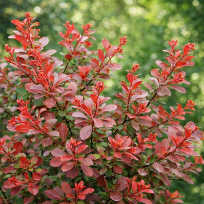 Berberis thunbergii 'Cherry Bomb'