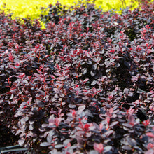 Berberis thunbergii 'Concord'