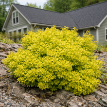 Berberis thunbergii 'Golden Nugget'