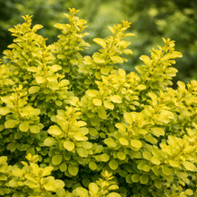 Berberis thunbergii 'Golden Nugget'