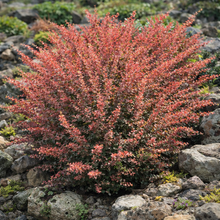 Berberis thunbergii 'Rose Glow'