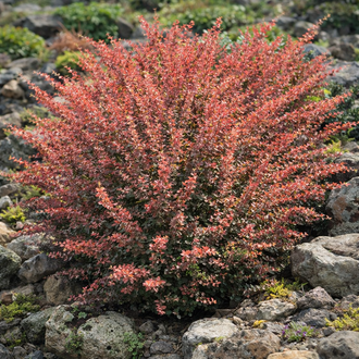 Épine-vinette ‘Rose Glow’ (Berberis thunbergii)