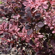 Berberis thunbergii 'Rose Glow'