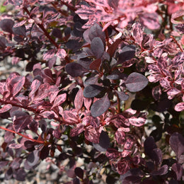 Berberis thunbergii 'Rose Glow'
