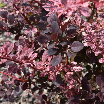 Berberis thunbergii 'Rose Glow'