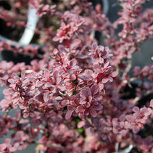 Berberis thunbergii 'Royal Burgundy'
