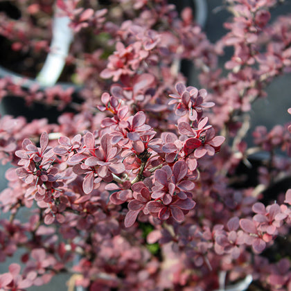 Berberis thunbergii 'Royal Burgundy'