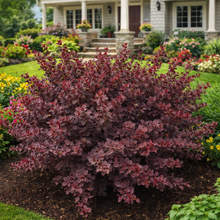 Berberis thunbergii 'Royal Burgundy'