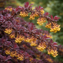 Berberis thunbergii 'Royal Cloak'