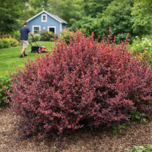 Berberis thunbergii 'Ruby Carousel'