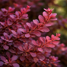 Berberis thunbergii 'Ruby Carousel'