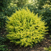 Berberis thunbergii 'Sunsation'