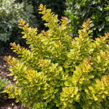 Berberis thunbergii 'Sunsation'