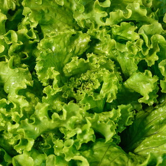 Photo de Laitue Bergam's Green. La couleur caractéristique est : vert. Le visuel permet d'observer les contours, les teintes et la disposition des éléments présentés. Les détails de forme et les contrastes donnent un aperçu de l'apparence de cette plante ou de sa récolte. Cette photographie accompagne la variété nommée afin de l'identifier dans la sélection de semences.