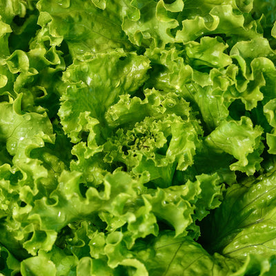Laitue Bergam's Green