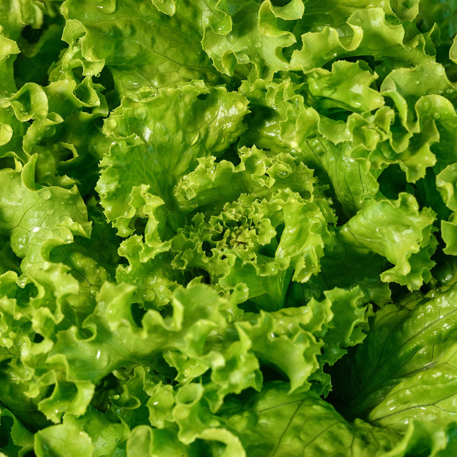 Laitue Bergam's Green