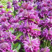 Monarde 'Bergamot' bio