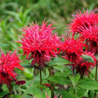 Des fleurs rouge vif présentent de nombreux lobes longs et étroits qui s’écartent dans plusieurs directions. Les têtes florales sont regroupées au-dessus de feuilles vertes larges et dentées. Une fleur domine le centre gauche, accompagnée de groupes rouges plus hauts et sur la droite. Des tiges fines et de petites pointes vertes traversent le feuillage.