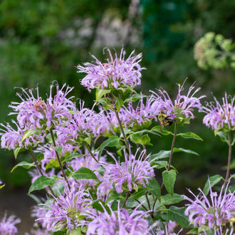 Des têtes florales lavande pâle se dressent sur de fines tiges vertes. De nombreux petits lobes courbés et allongés leur donnent des contours très découpés. Plusieurs fleurs se répartissent à différentes hauteurs et se chevauchent légèrement. Des feuilles vertes ovales, nervurées et dentées apparaissent sous les fleurs, sur un fond de végétation vert sombre.