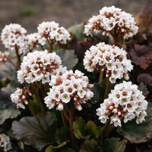 Bergenia 'Happily Ever After'
