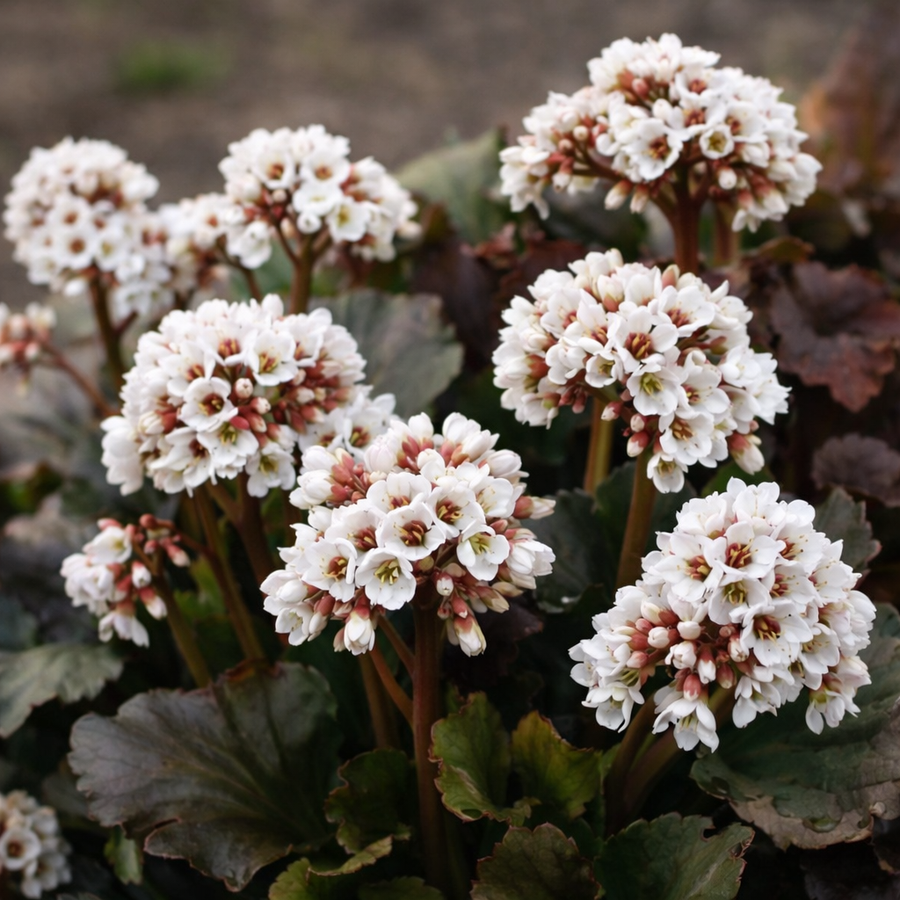 Bergenia 'Happily Ever After'