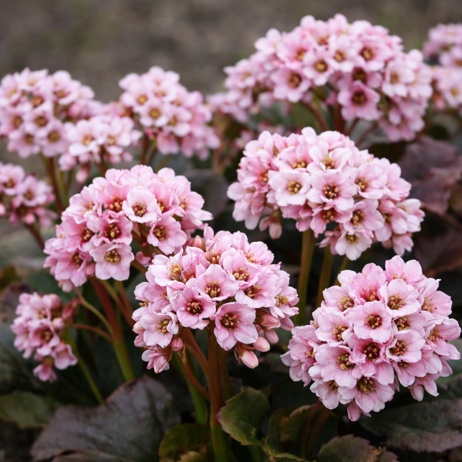 Bergenia 'Peppermint Patty'