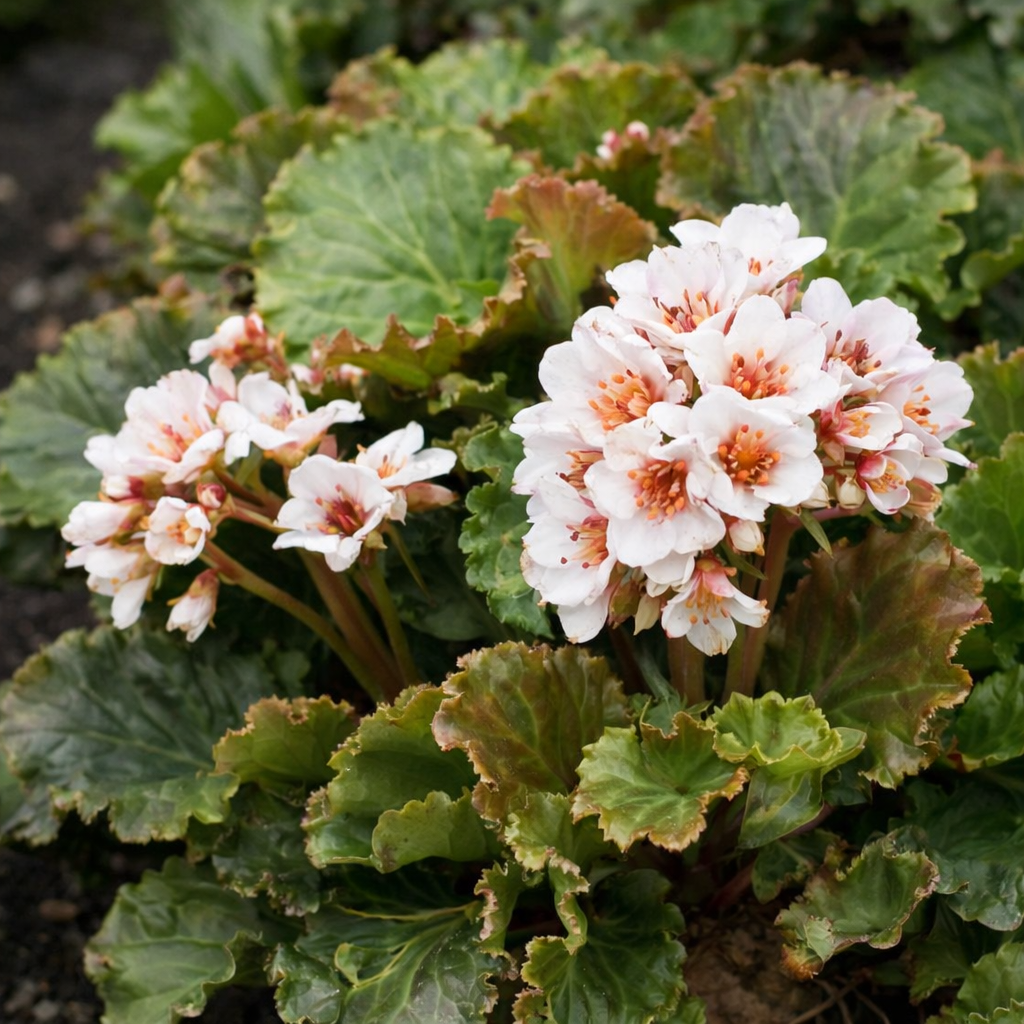 Bergenia 'Ripple Effect'