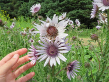 Berkheya purpurea