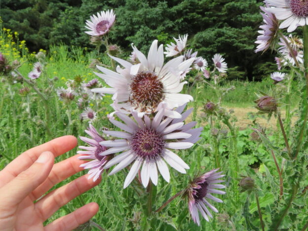 Berkheya purpurea