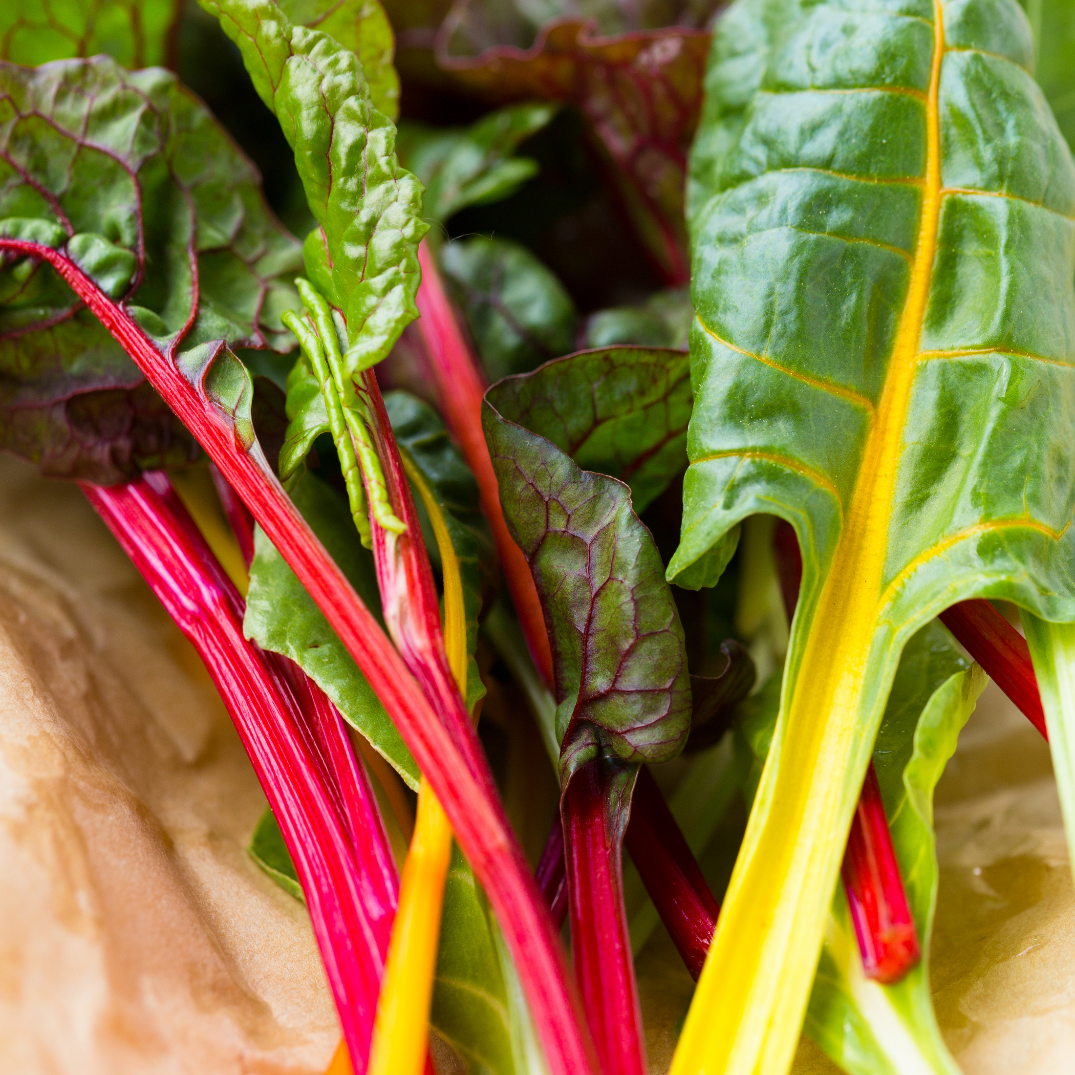 Celebration Swiss Chard