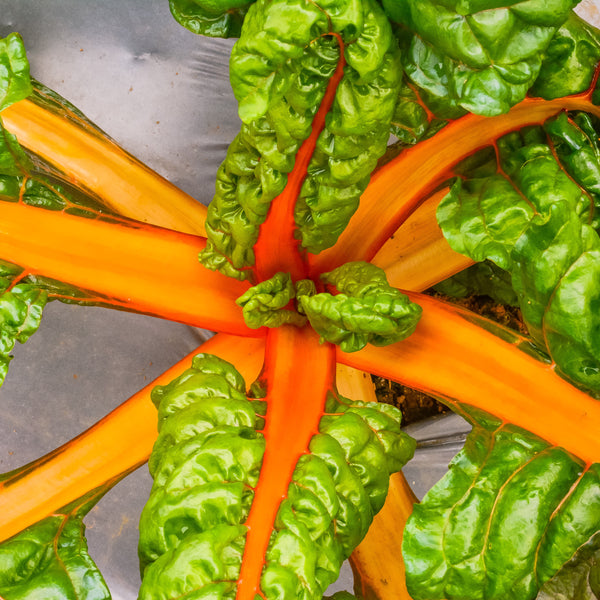 Swiss Chard 'Fantasia Orange'