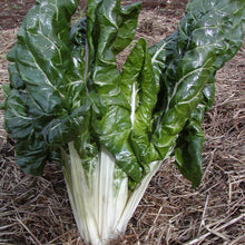 Organic Swiss Chard 'Fordhook Giant'