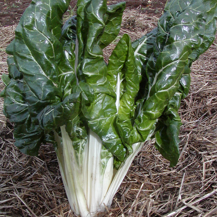 Bette à carde 'Fordhook Giant' bio