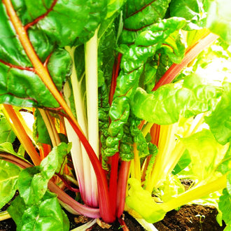 Bette à carde Rainbow. Côtes de bette rouges, jaunes et orange sous les feuilles vertes. Le cadrage permet de voir les formes, les couleurs et les détails du sujet représenté. Les contours se détachent du fond de l’image, avec des différences de teinte et de texture visibles sur les surfaces. Cette vue accompagne la présentation du produit dans la boutique.