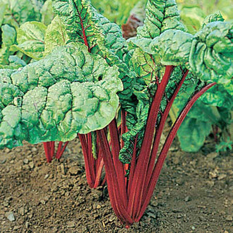 Bette à carde Rhubarb Red. Bette à carde à côtes rouges et grandes feuilles vertes. Le cadrage permet de voir les formes, les couleurs et les détails du sujet représenté. Les contours se détachent du fond de l’image, avec des différences de teinte et de texture visibles sur les surfaces. Cette vue accompagne la présentation du produit dans la boutique.