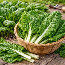 Organic Swiss chard 'Fordhook Giant'