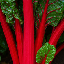 Organic 'Ruby' Swiss chard
