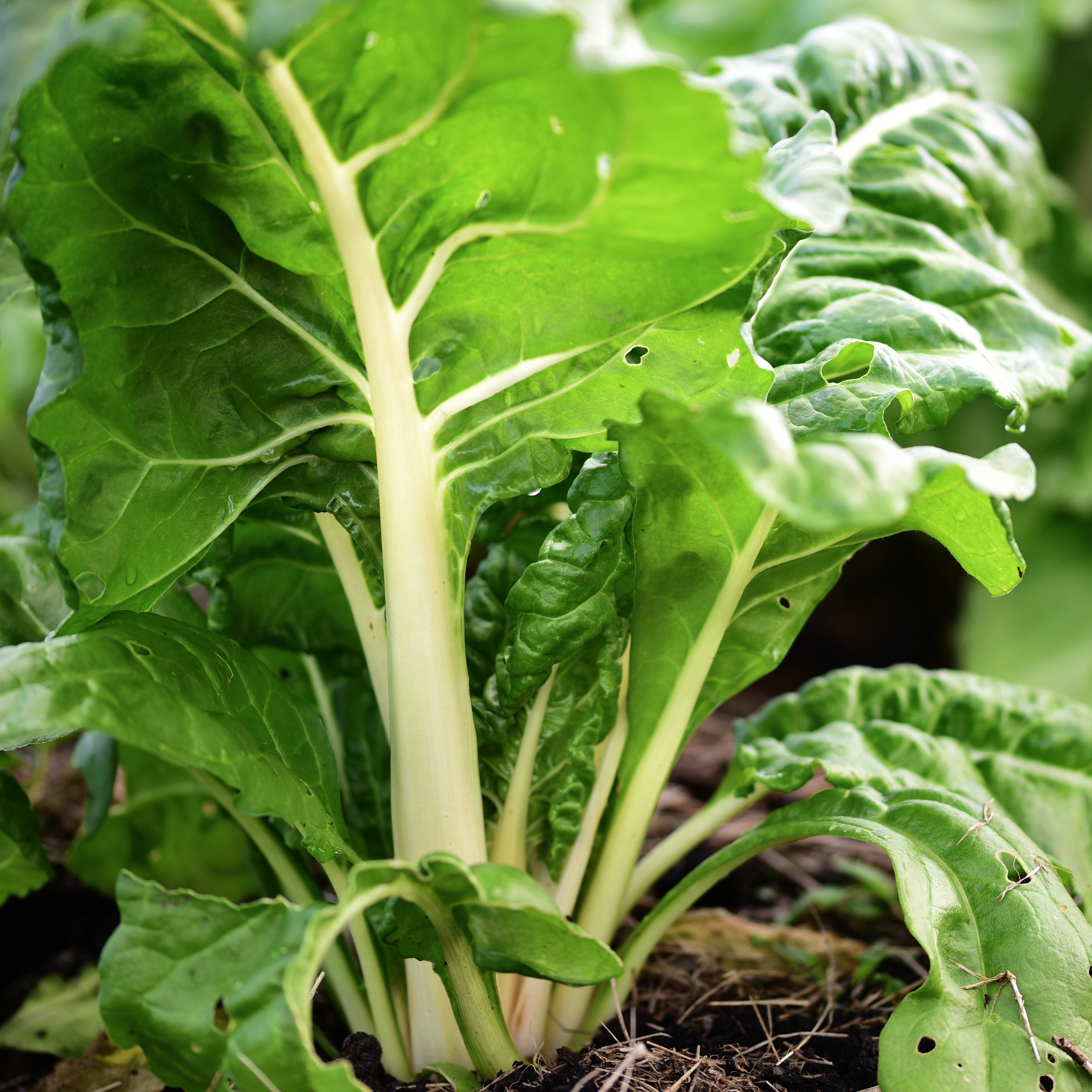 Delta Swiss Chard