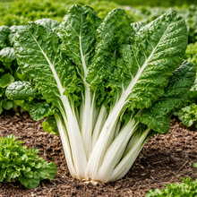 Organic Swiss Chard 'Fordhook'