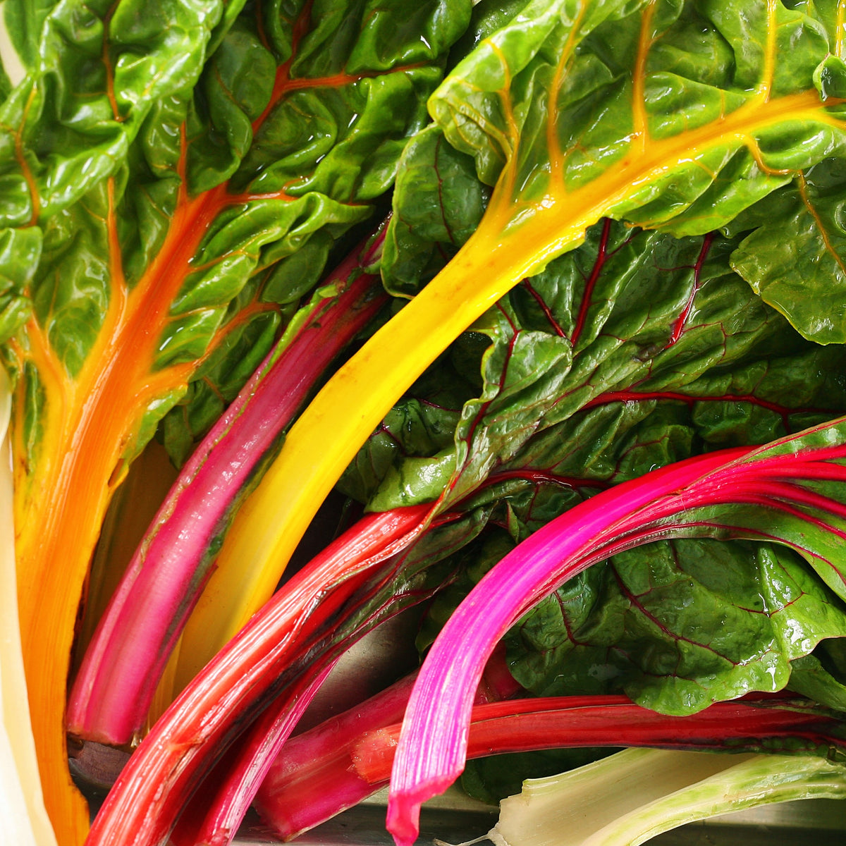Visuel principal associé à Bette à carde 'Rainbow', semences offertes par Cutleaf Seed. Cette image accompagne la fiche pour relier clairement le produit à son emballage ou à la culture présentée. Elle complète les renseignements de semis, de culture et de récolte, sans remplacer les indications propres au lot ni les conseils détaillés figurant sur le sachet.