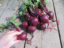 'Babybeet' beetroot