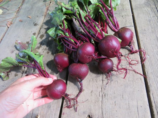 'Babybeet' beetroot