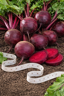 Beetroot 'Boltardy' on ribbon