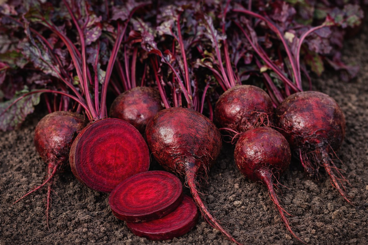 Beet  'Bull's Blood'