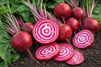 Photo de Betterave 'Chioggia Guardsmark' bio. Le feuillage présente ce coloris : vert moyen. Les racines présentent cette forme : ovale-ronde. Le visuel permet d'observer les contours, les teintes et la disposition des éléments présentés. Les détails de forme et les contrastes donnent un aperçu de l'apparence de cette plante ou de sa récolte.