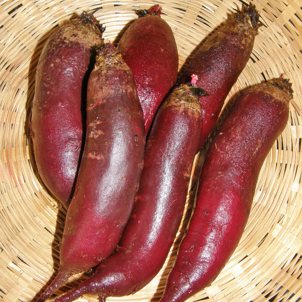 Organic 'Cylindra' Beetroot